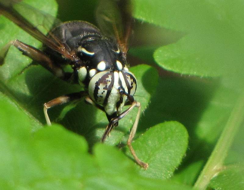 Hover fly (Spilomyia fusca), a Bald-faced hornet mimic