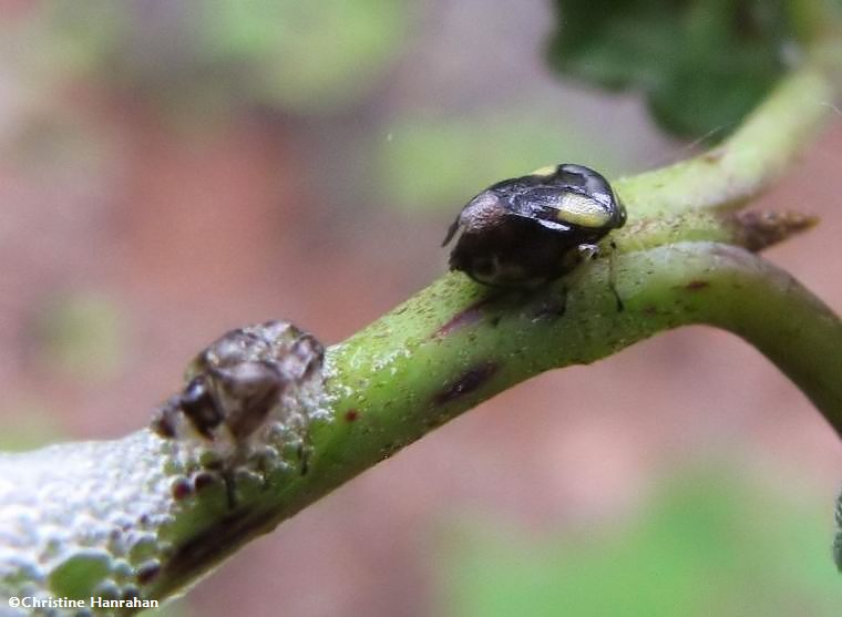 Dogwood spittlebug  (Clastoptera proteus), adult, leaving its shed  skin behind