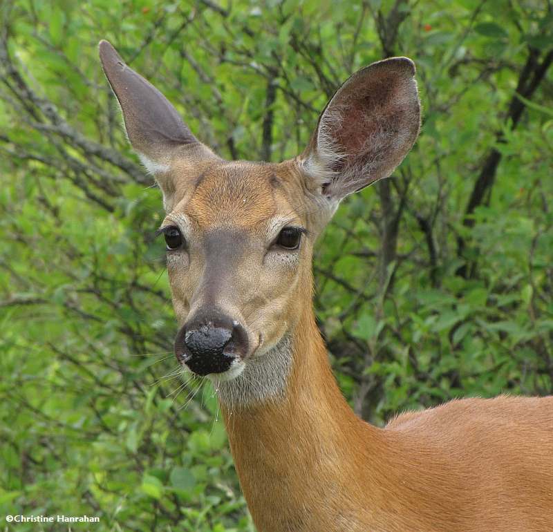 White-tailed deer