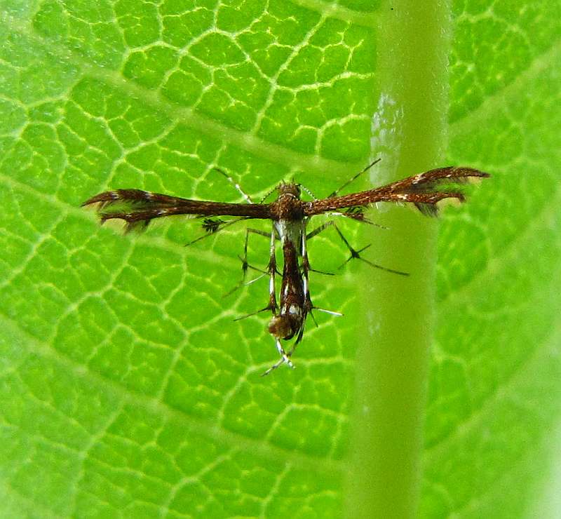 Plume moth