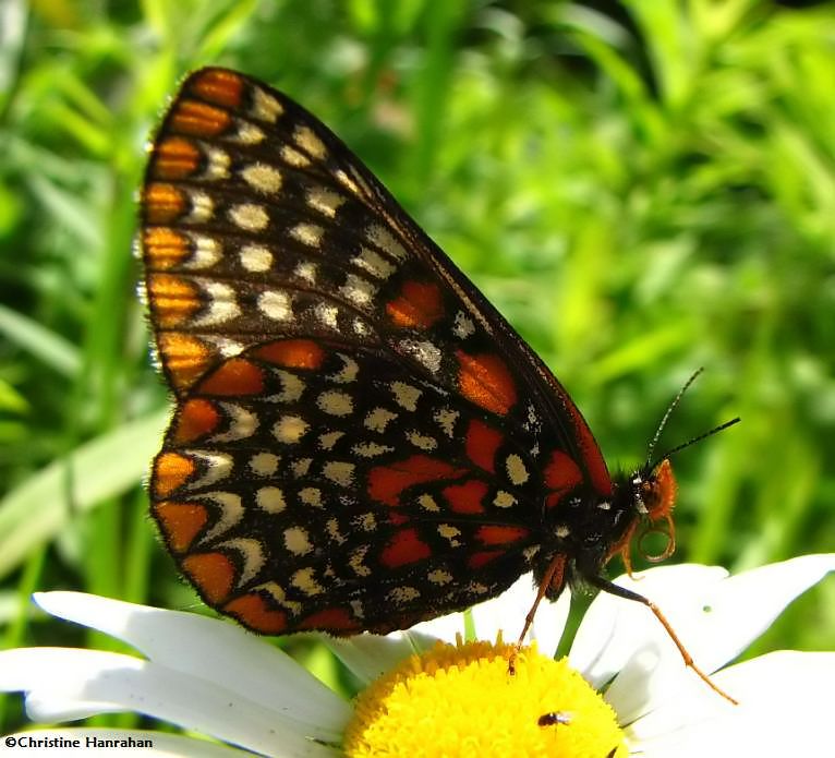 Baltimore checkerspot (Euphydryas  phaeton)