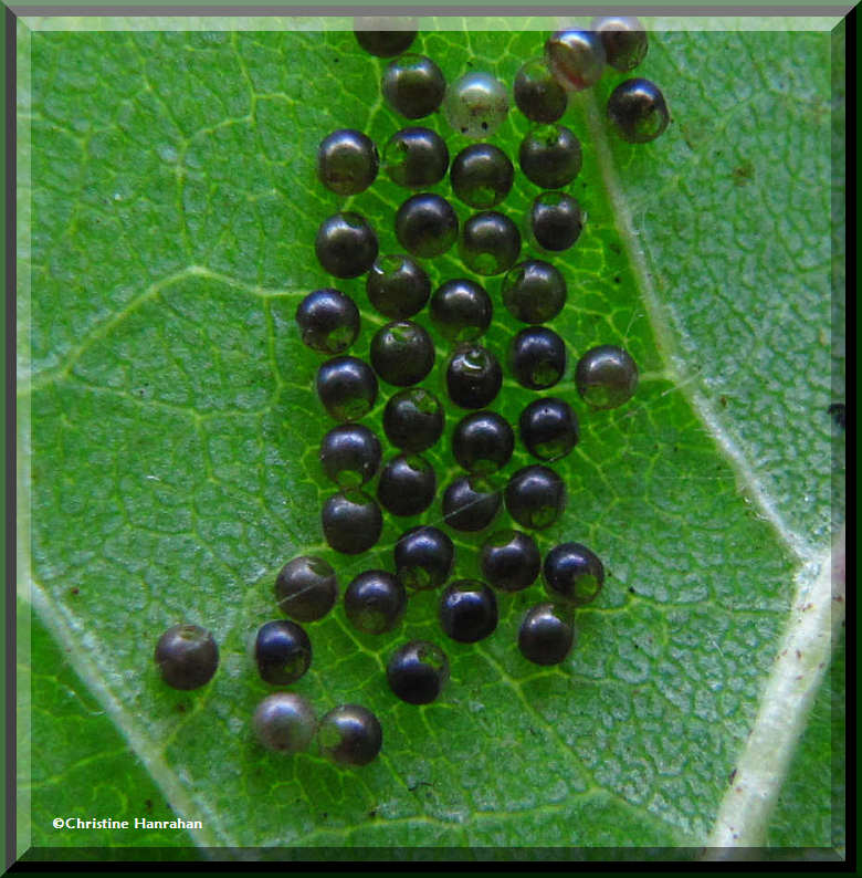 Insect eggs, possibly those of a moth