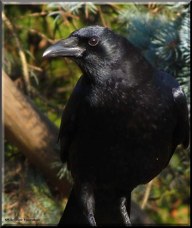 American crow