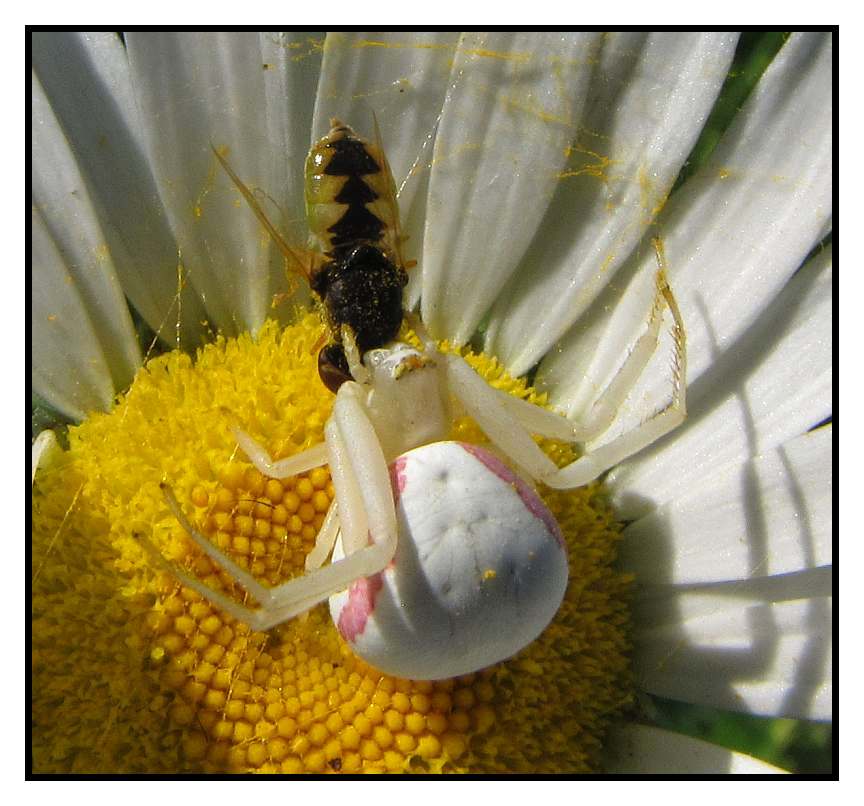 Goldenrod Crab spider (<em>Misumena vatia</em>), female, with <em>Hedriodiscus</em> fly
