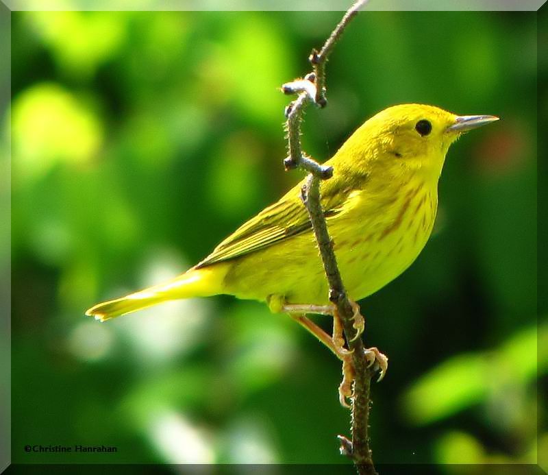 Yellow warbler