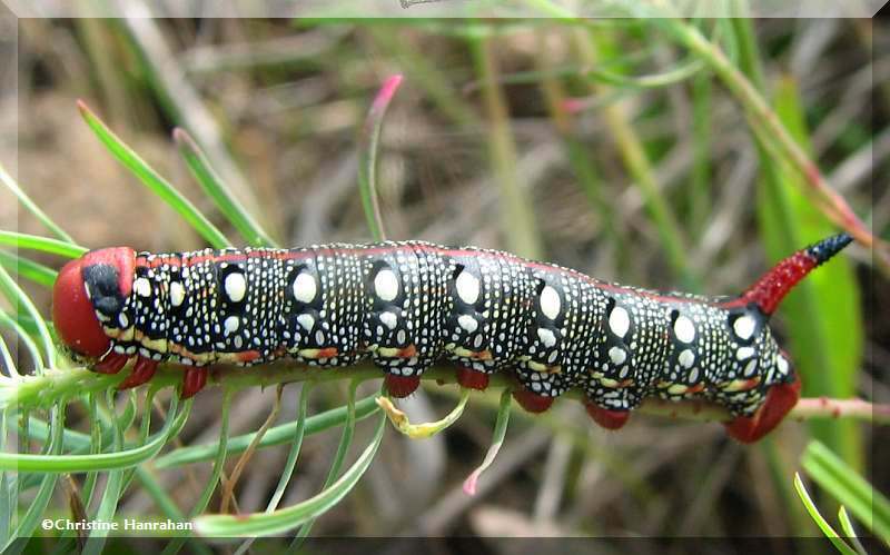 Spurge moth caterpillar (Hyles euphorbiae), #7892