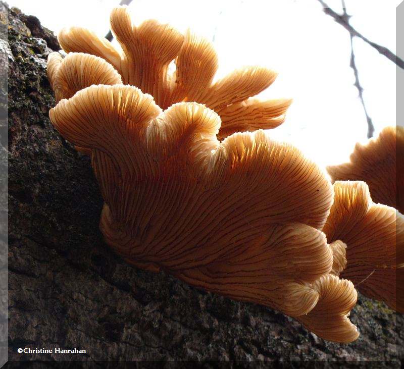 Oyster mushrooms