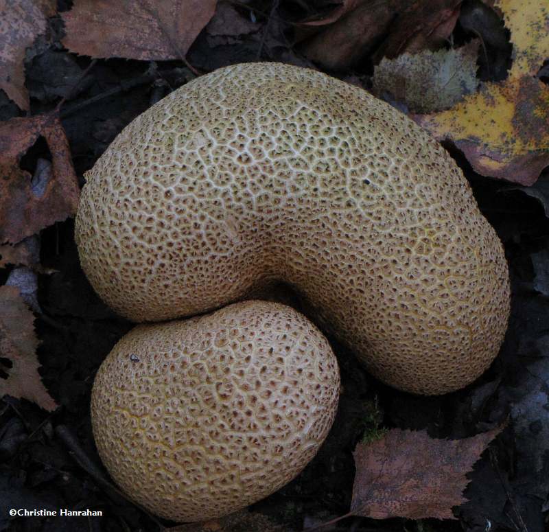 Puffball (Scleroderma citrinum)