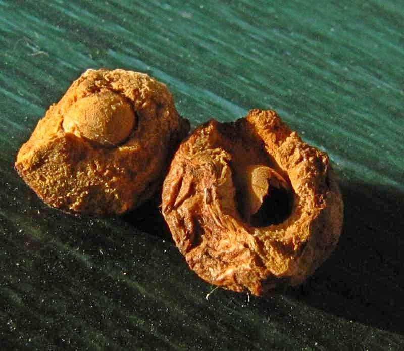 Opened Oak rough bullet galls showing wasp cocoon