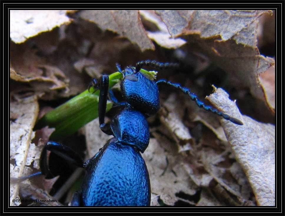 Blister beetle (<em>Meloe</em> sp)