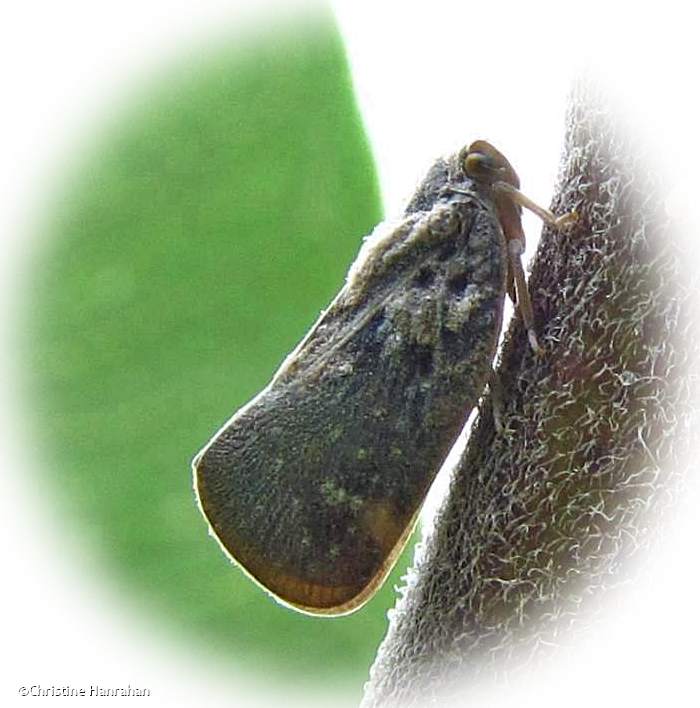 Citrus flatid planthopper (Metcalfa pruinosa)