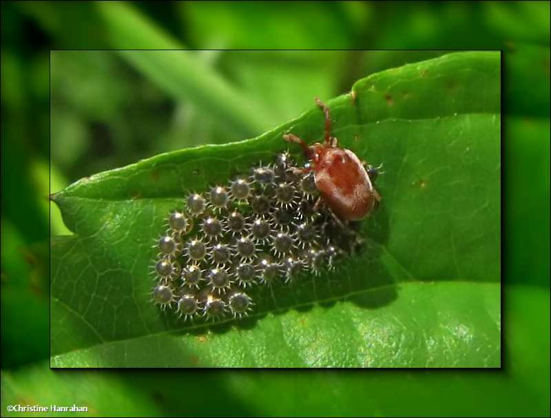 Stinkbug eggs with a red velvet mite