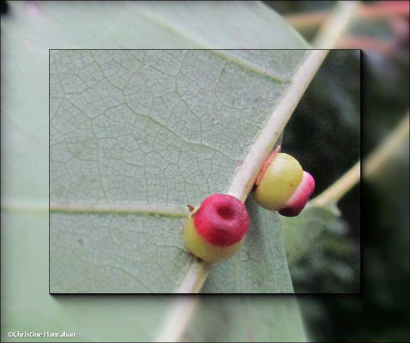 Oak galls on veins of red oak leaf made by Dryocosmus rileyi
