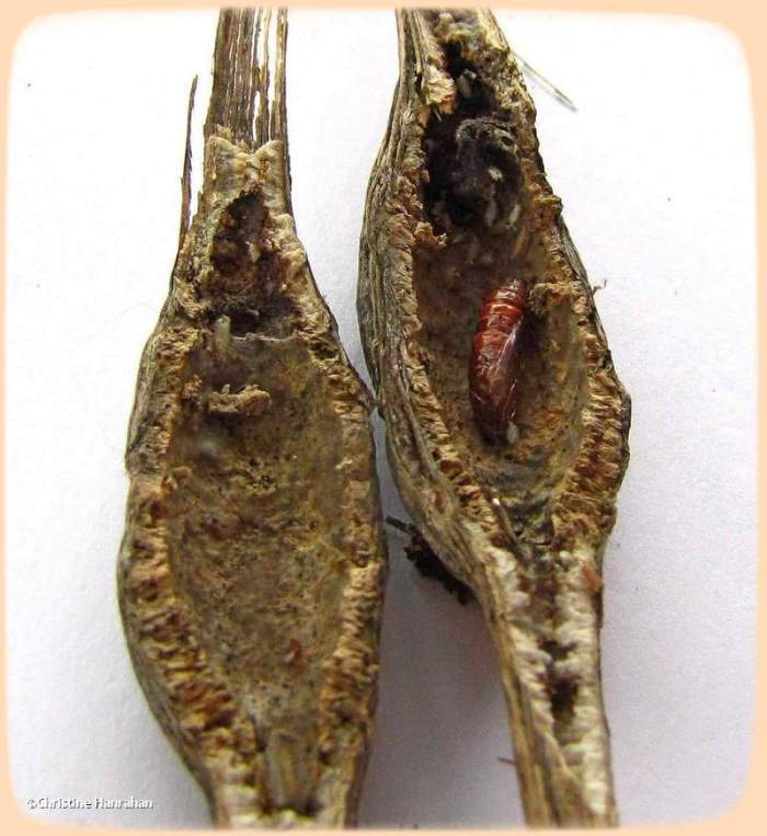 Gall of the Goldenrod Elliptical-Gall Moth (Gnorimoschema gallaesolidaginis), #1986