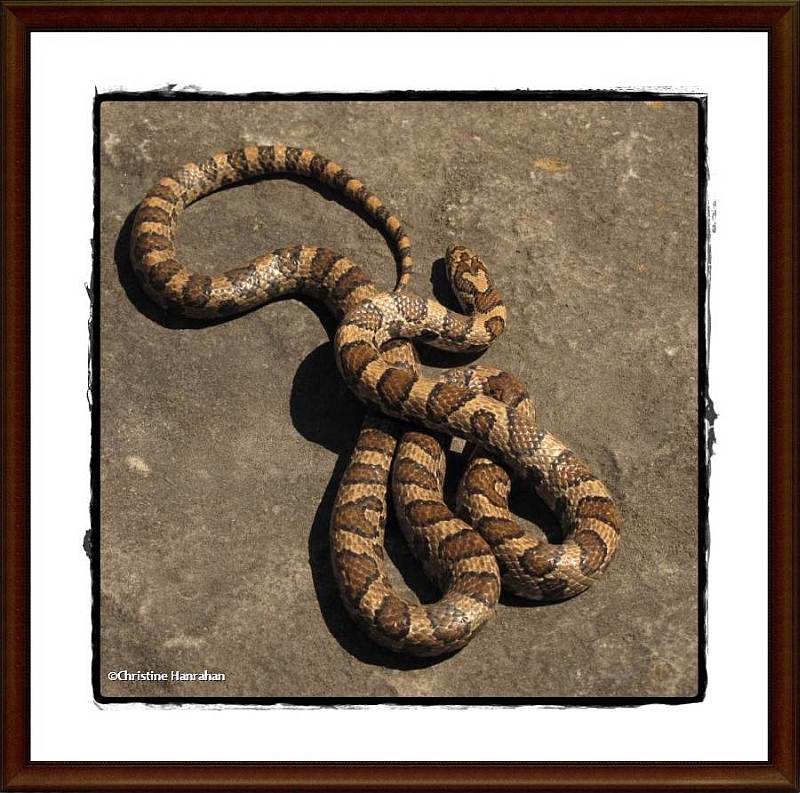 Milk snake (Lampropeltis triangulum)