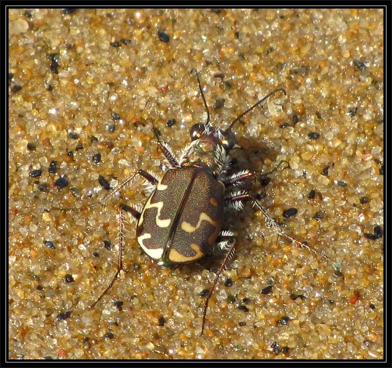Tiger beetle (Cicindela repanda)