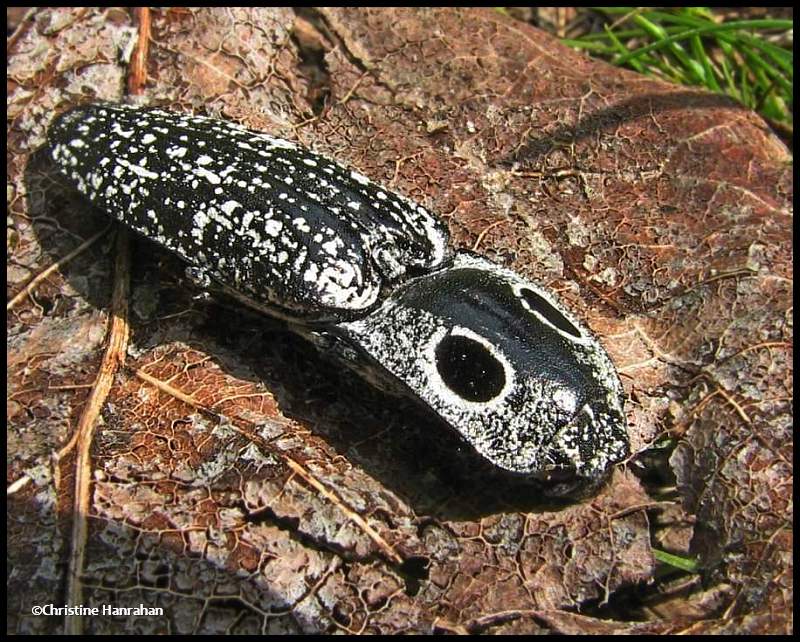 Eyed elator (<em>Alaus oculatus</em>), a click beetle