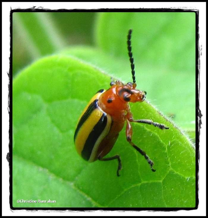 Three-lined potato beetle (Lema)