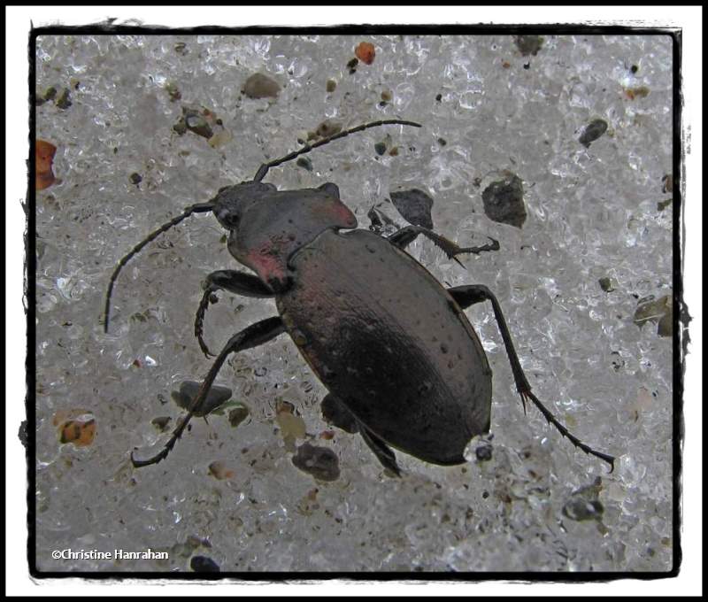 Ground beetle (Carabus sp.)