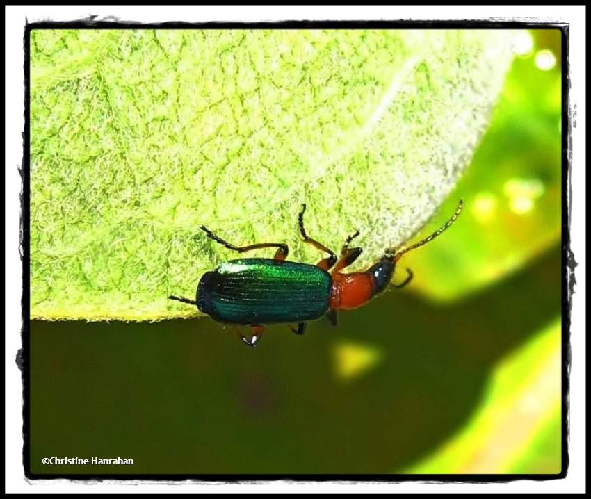 Ground beetle (<em>Calleida</em>)