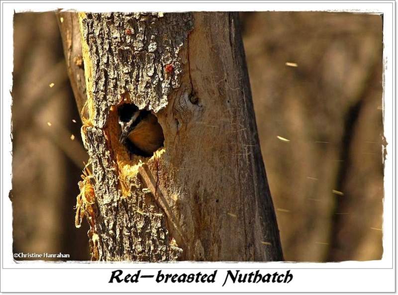Red-breasted nuthatch excavating nest cavity