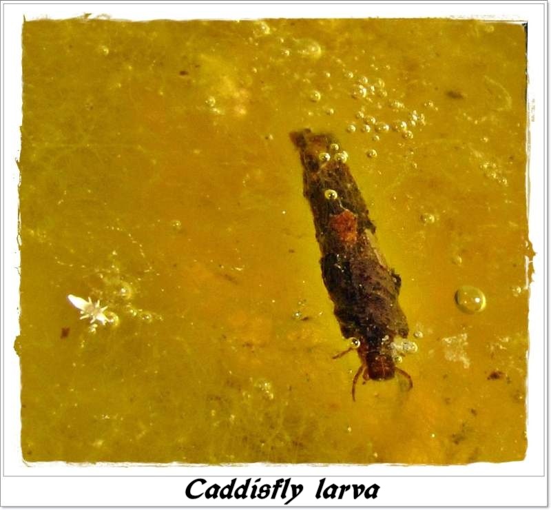 Caddisfly larva in case (Trichoptera)