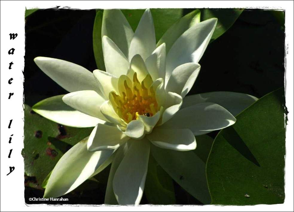 Water lily (<em>Nymphaea odorata</em>)