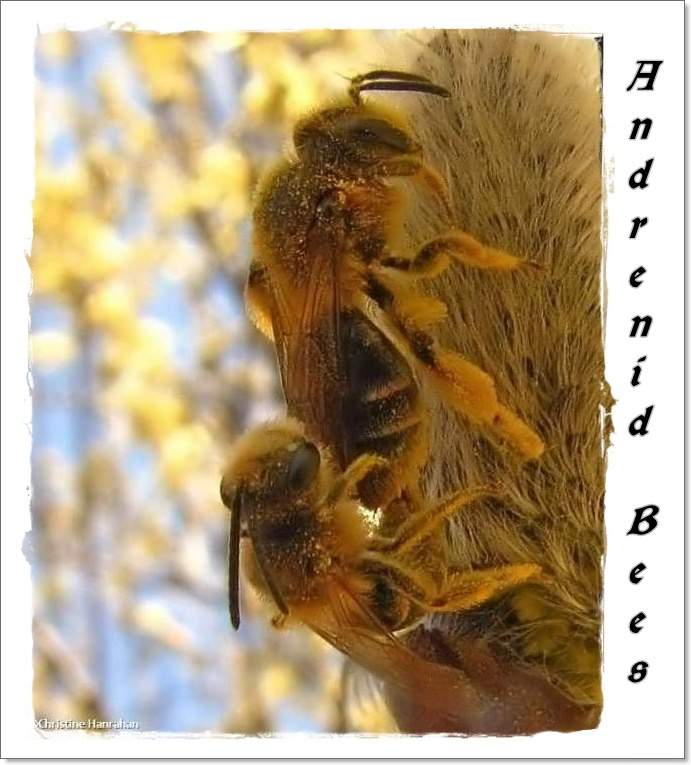Andrenid bees mating (Andrena)