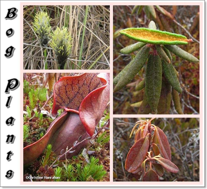 Pitcher Plants  (Sarracenia purpurea)
