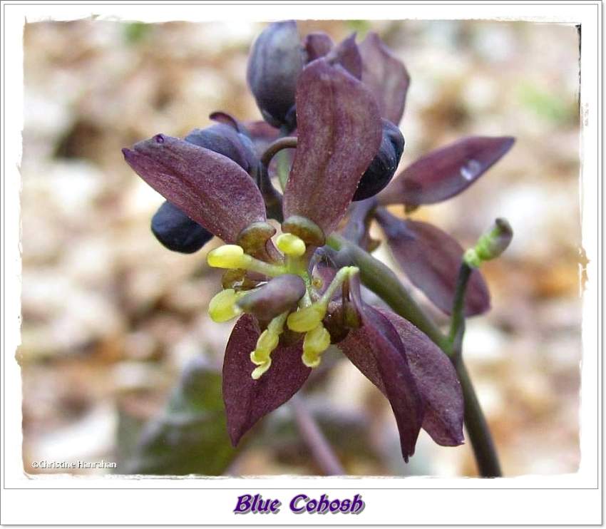 Blue cohosh  (<em>Caulophyllum giganteum</em>)
