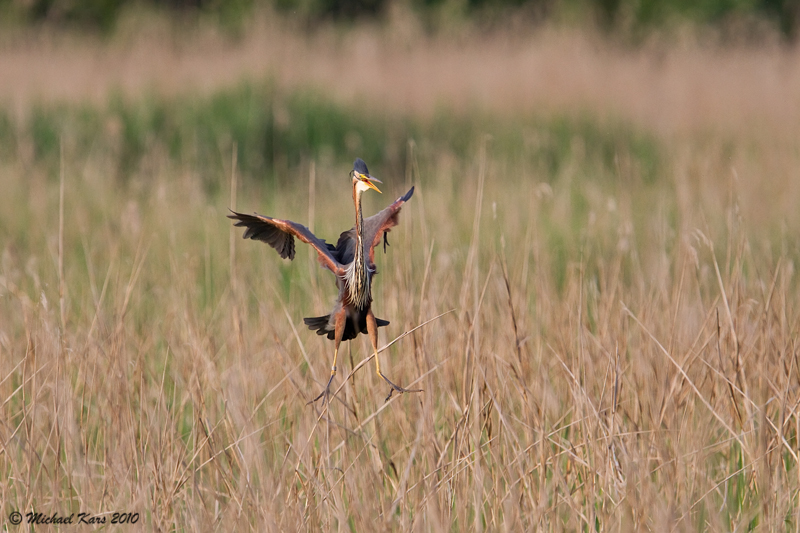 Purple Heron - Purperreiger