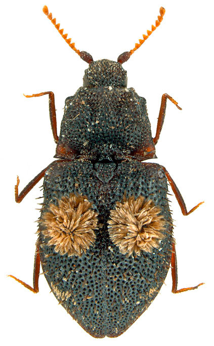 Agraeus (Fam. Elateridae), Myanmar