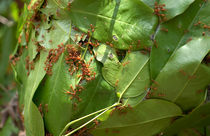 Oecophylla smaragdina