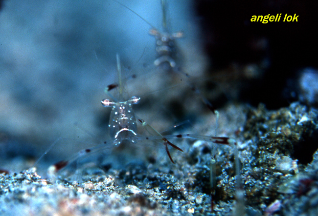 Commensal Shrimp