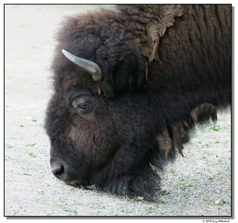 buff-10653-sm.JPG