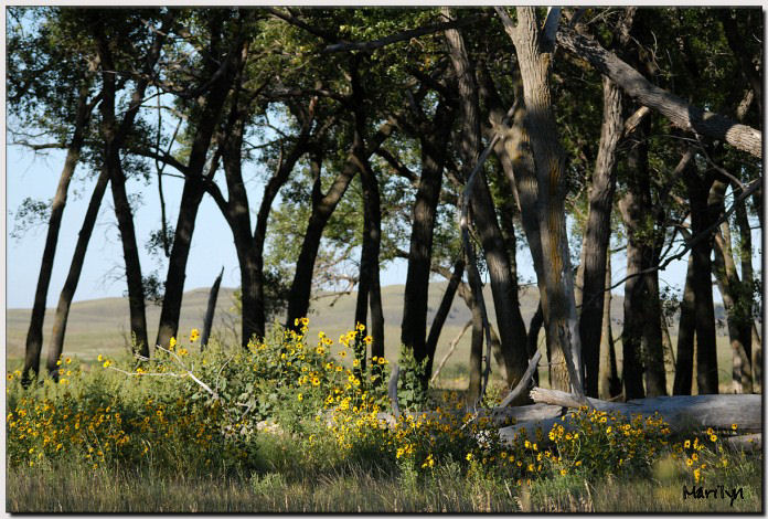 Weed vs Wildflower