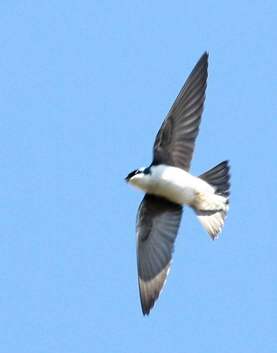 4-4 swallow 5257.jpg