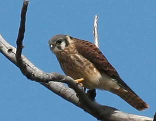 7-12 kestrel 3615.jpg