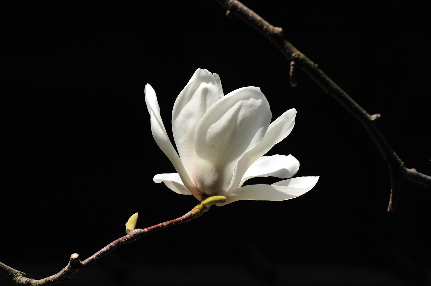 Magnolia