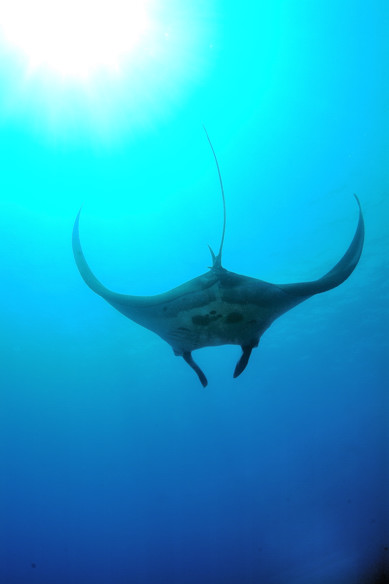 040manta