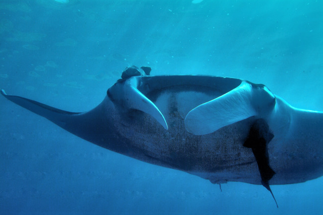 058manta