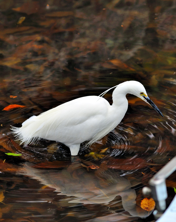 White Egret