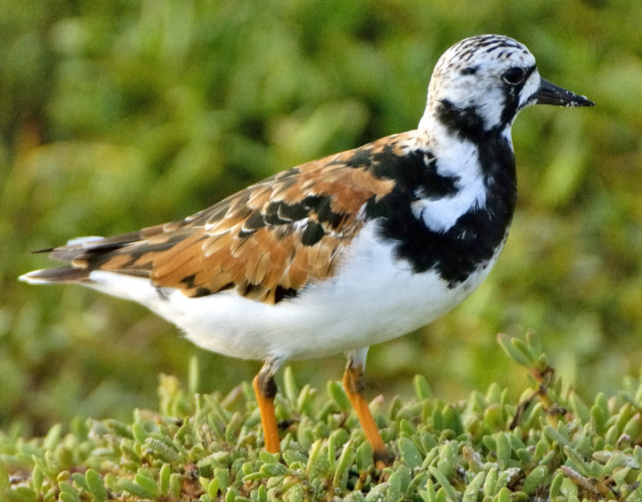 Ruddy Turnstone (Arenaria interpres) 