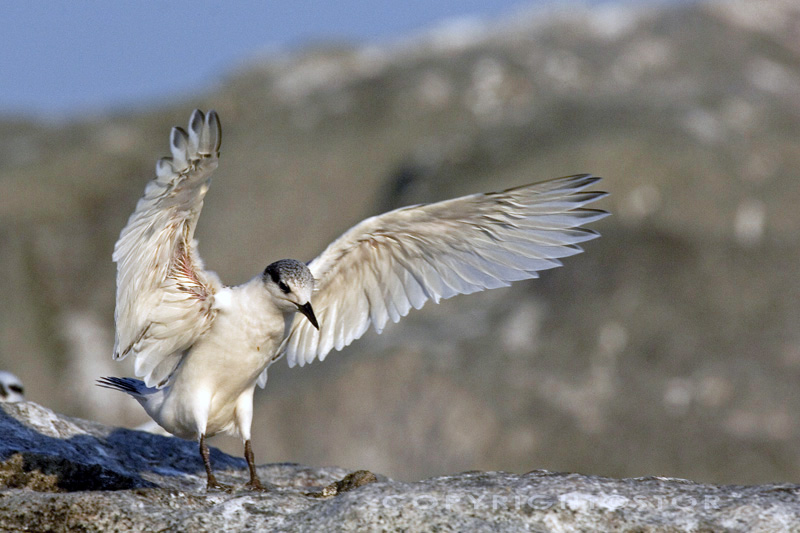 Fledging