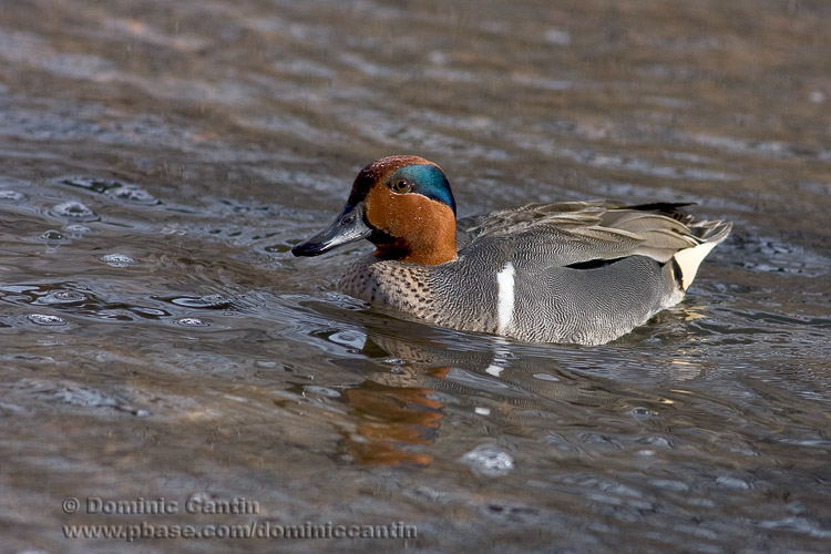 Sarcelle dHiver / Green-winged Teal