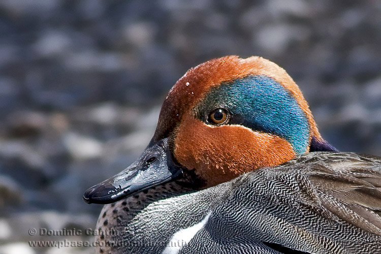 Sarcelle dHiver / Green-winged Teal