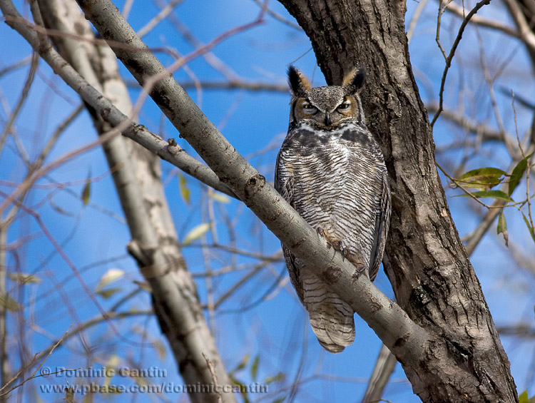 Grand-Duc dAmrique / Great Horned Owl