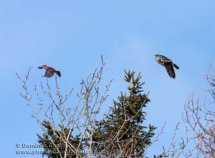 Chouette pervire & Durbec des Sapins / Northern Hawk Owl &  Pine Grosbeack