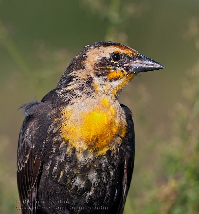 Carouge ETte Jaune (juv) / Yellow-headed Blackbird (juv)
