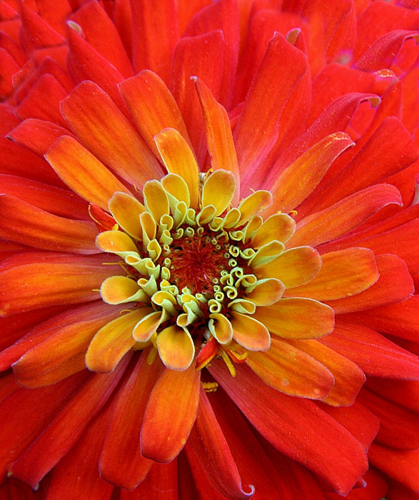 Zinnia by elips